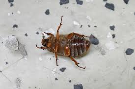 Attēlu rezultāti vaicājumam “Amphimallon solstitiale imago”