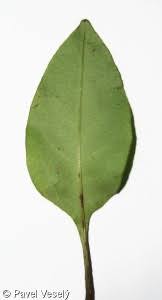 Attēlu rezultāti vaicājumam “Pulmonaria obscura bud”