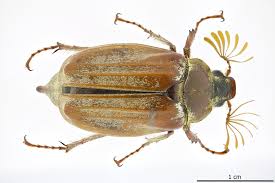 Attēlu rezultāti vaicājumam “Melolontha melolontha”