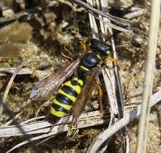 Attēlu rezultāti vaicājumam “Cerceris arenaria”