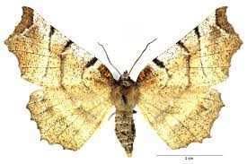 Attēlu rezultāti vaicājumam “Selenia dentaria larva”