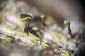 Attēlu rezultāti vaicājumam “Chaenotheca chrysocephala”