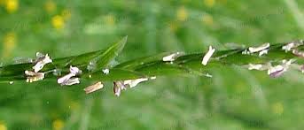 Attēlu rezultāti vaicājumam “Glyceria fluitans fruit”