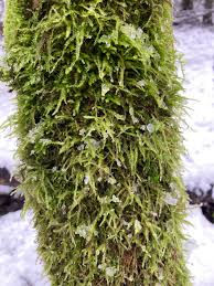 Attēlu rezultāti vaicājumam “Neckera pennata”