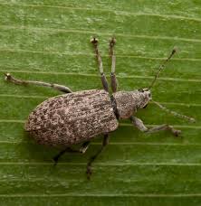 Attēlu rezultāti vaicājumam “Polydrusus tereticollis”