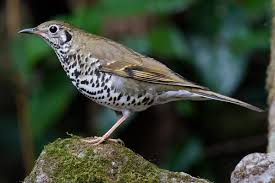 Image result for Zoothera sibirica