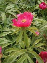 Attēlu rezultāti vaicājumam “Paeoniaceae”