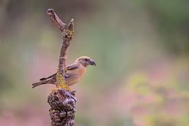 Image result for Loxia curvirostra