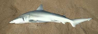 Image result for Carcharhinus isodon