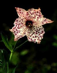 Attēlu rezultāti vaicājumam “Liliaceae”