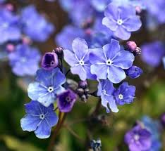 Attēlu rezultāti vaicājumam “Omphalodes verna flower”