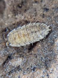 Attēlu rezultāti vaicājumam “Porcellio scaber”
