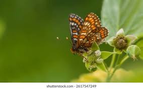 Attēlu rezultāti vaicājumam “Melitaea diamina”