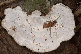 Attēlu rezultāti vaicājumam “Trametes suaveolens”