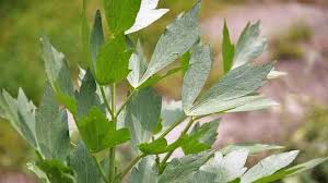 Attēlu rezultāti vaicājumam “Levisticum officinale”