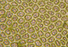 Attēlu rezultāti vaicājumam “Scapania lingulata”