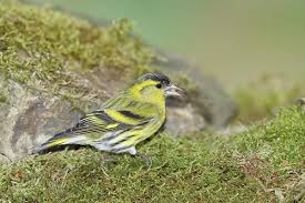 Attēlu rezultāti vaicājumam “Carduelis spinus male”