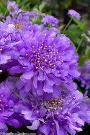 Image result for Scabiosa columbaria