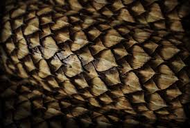 Image result for reptile scales
