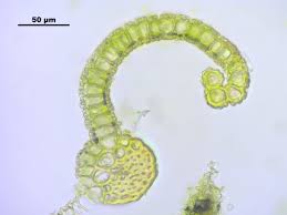 Attēlu rezultāti vaicājumam “Tortula muralis”
