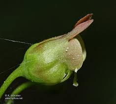 Attēlu rezultāti vaicājumam “Scrophularia nodosa flower”