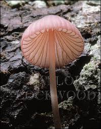 Attēlu rezultāti vaicājumam “Mycena purpureofusca”