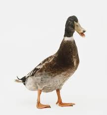 Attēlu rezultāti vaicājumam “Anas platyrhynchos”