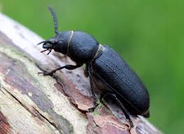 Attēlu rezultāti vaicājumam “Spondylis buprestoides”