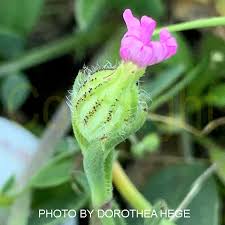 Attēlu rezultāti vaicājumam “Silene tatarica bud”