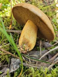 Attēlu rezultāti vaicājumam “Suillus variegatus”