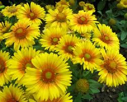 Image result for Gaillardia