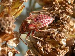 Attēlu rezultāti vaicājumam “Lygus pratensis imago”