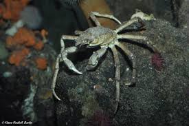 Image result for Hyas araneus