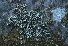 Attēlu rezultāti vaicājumam “Hypogymnia vittata”