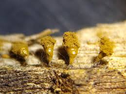 Attēlu rezultāti vaicājumam “Trichia sp.”