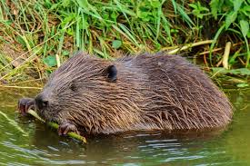 Attēlu rezultāti vaicājumam “Castor fiber”