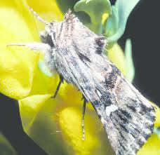 Attēlu rezultāti vaicājumam “Calophasia lunula”