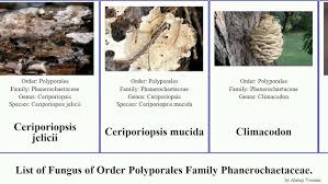 Attēlu rezultāti vaicājumam “Ceriporia purpurea”