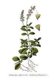 Attēlu rezultāti vaicājumam “Veronica officinalis leaf”