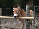 One of three Przewalski's Horses in Clocaenog forest SJ0452 : Przewalski's - via Daymix