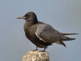 Attēlu rezultāti vaicājumam “Chlidonias niger”