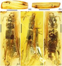Attēlu rezultāti vaicājumam “Pyrochroidae imago”