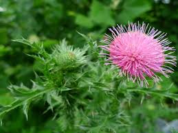 Attēlu rezultāti vaicājumam “Cirsium vulgare flower”