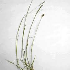 Attēlu rezultāti vaicājumam “Luzula multiflora fruit”