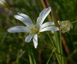 Attēlu rezultāti vaicājumam “Stellaria holostea fruit”