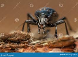 Attēlu rezultāti vaicājumam “Carabus glabratus”