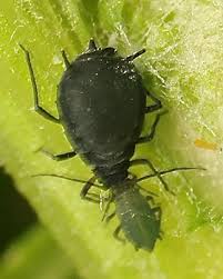 Attēlu rezultāti vaicājumam “Aphis jacobaeae”