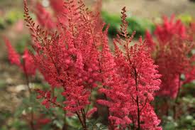Attēlu rezultāti vaicājumam “Astilbe chinensis leaf”