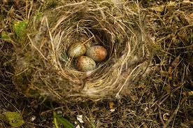 Attēlu rezultāti vaicājumam “Erithacus rubecula eggs”