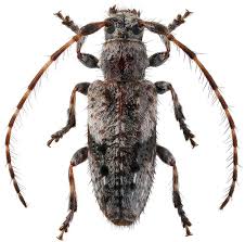 Attēlu rezultāti vaicājumam “Pogonocherus hispidulus”